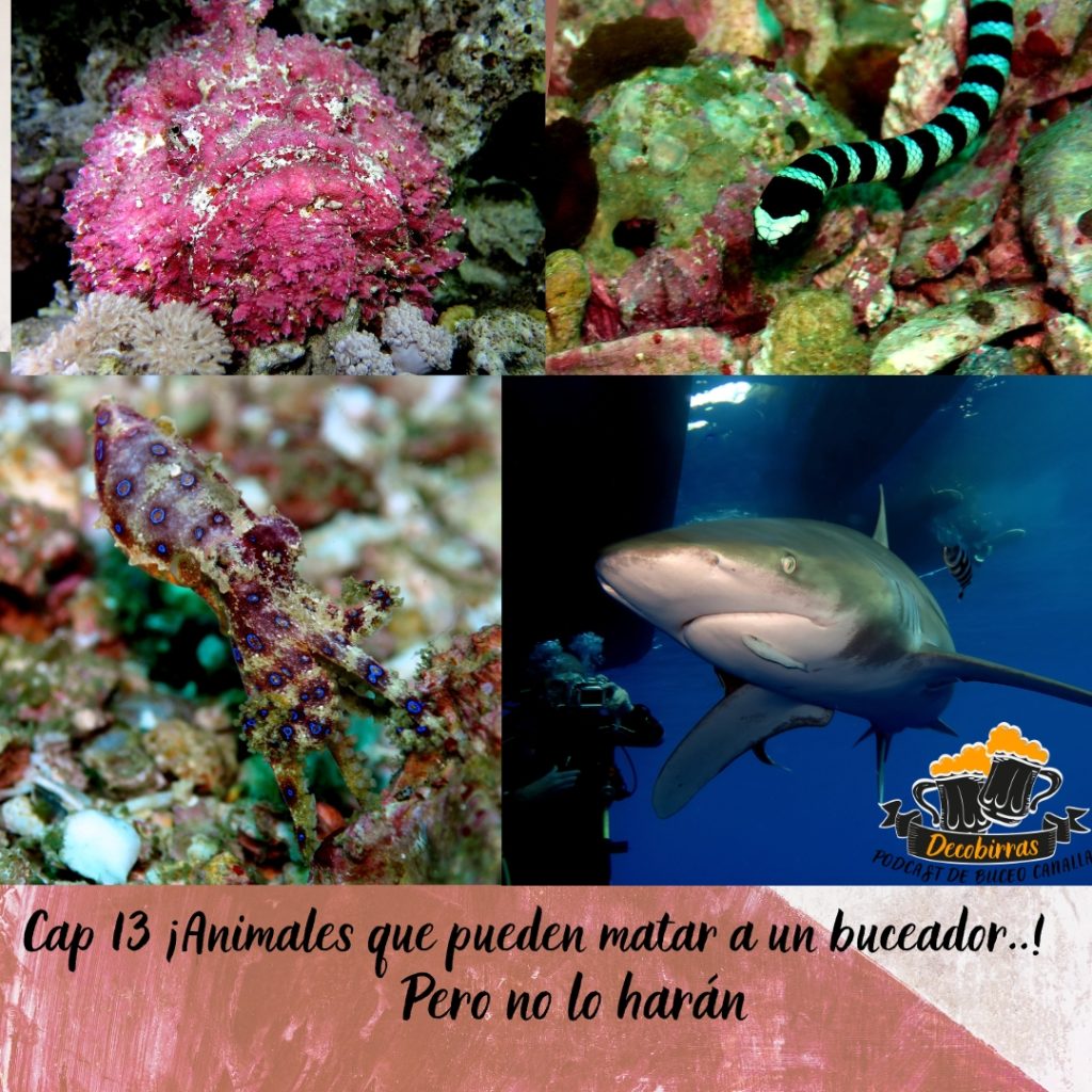 Decobirras capítulo 13